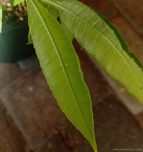dwarf pomme cythere leaf