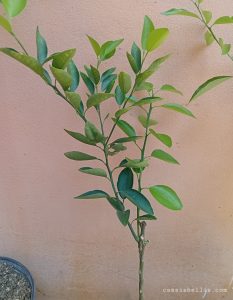 Ortanique orange seedling